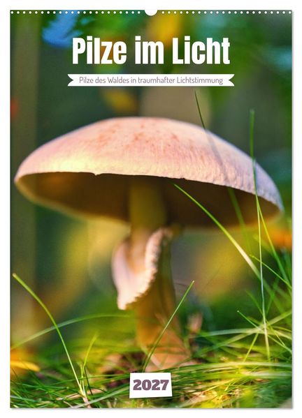 Pilze im Licht (Wandkalender 2027 DIN A2 hoch) CALVENDO Monatskalender