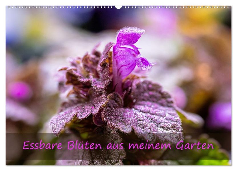 Essbare Blüten aus meinem Garten (Wandkalender 2027 DIN A2 quer) CALVENDO Monatskalender