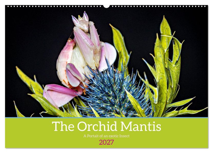 The Orchid Mantis (Wall Calendar 2027 DIN A2 landscape) CALVENDO 12 Month Wall Calendar