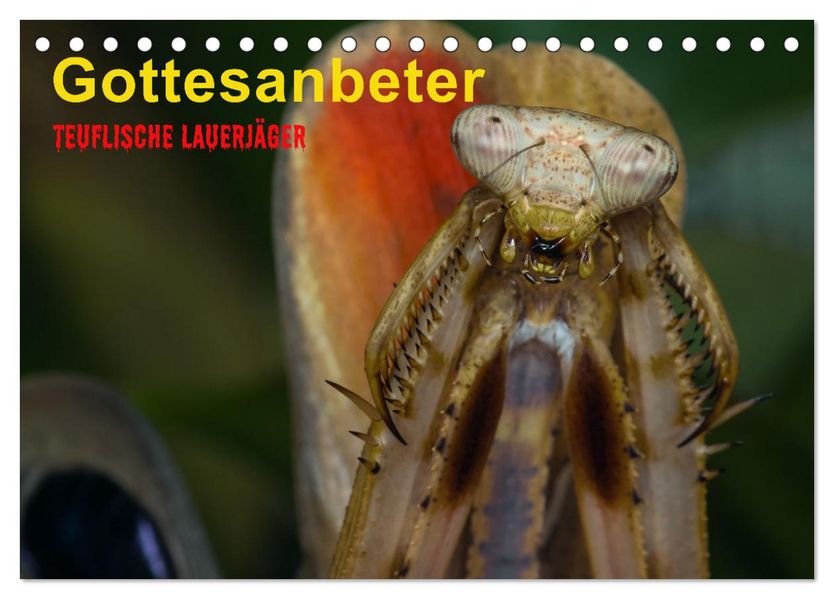 Gottesanbeter - Teuflische Lauerjäger (Tischkalender 2027 DIN A5 quer) CALVENDO Monatskalender