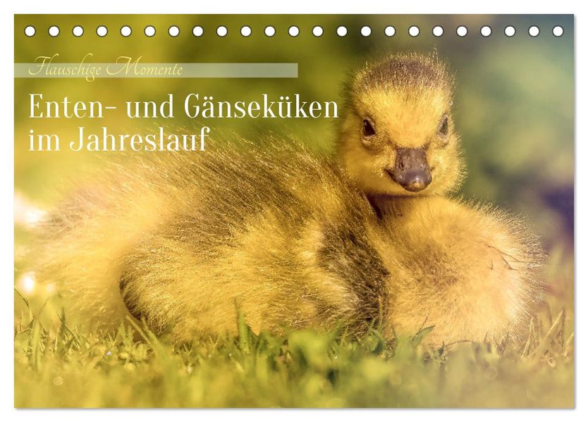 Flauschige Momente! Enten- und Gänseküken im Jahreslauf (Tischkalender 2027 DIN A5 quer) CALVENDO Monatskalender