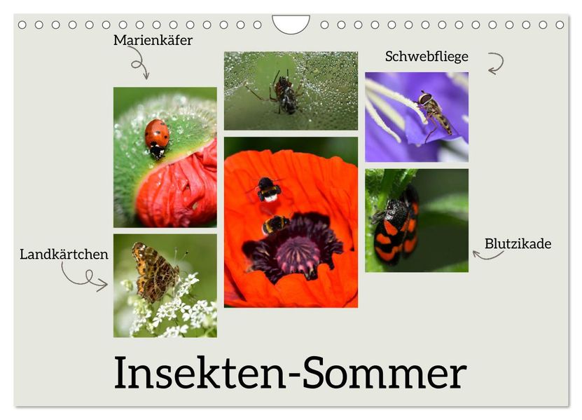 Insekten-Sommer (Wandkalender 2027 DIN A4 quer) CALVENDO Monatskalender