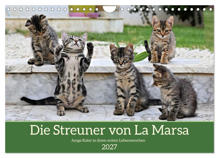 Die Streuner von La Marsa (Wandkalender 2027 DIN A4 quer) CALVENDO Monatskalender
