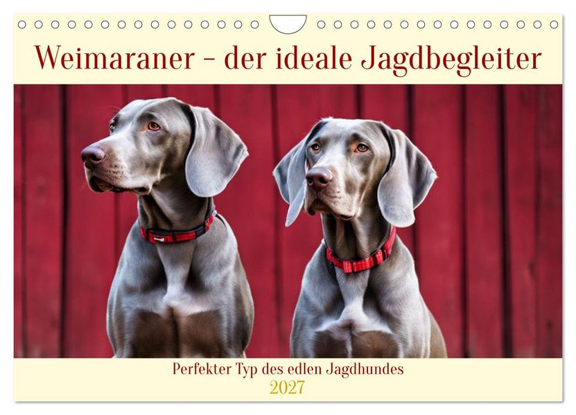 Weimaraner - der ideale Jagdbegleiter (Wandkalender 2027 DIN A4 quer) CALVENDO Monatskalender