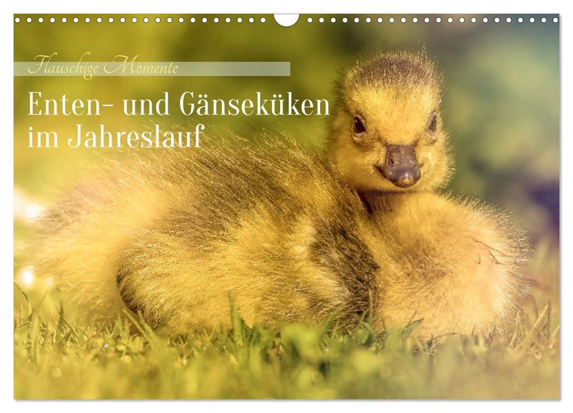 Flauschige Momente! Enten- und Gänseküken im Jahreslauf (Wandkalender 2027 DIN A3 quer) CALVENDO Monatskalender