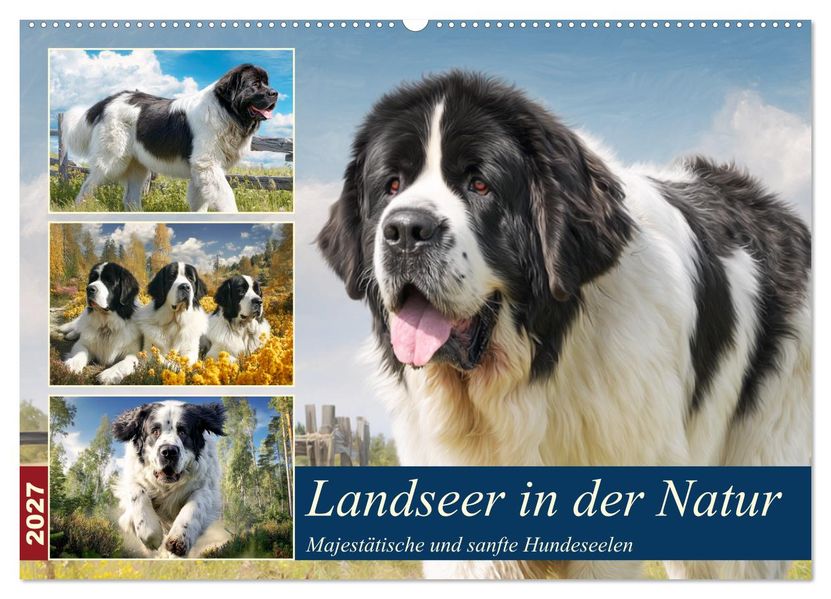 Landseer in der Natur. Majestätische und sanfte Hundeseelen (Wandkalender 2027 DIN A2 quer) CALVENDO Monatskalender