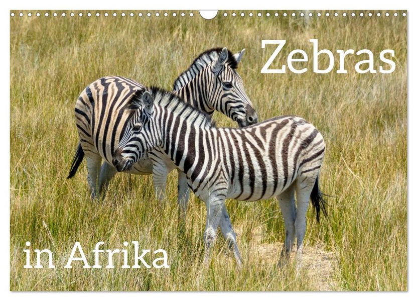 Zebras in Afrika (Wandkalender 2027 DIN A3 quer) CALVENDO Monatskalender