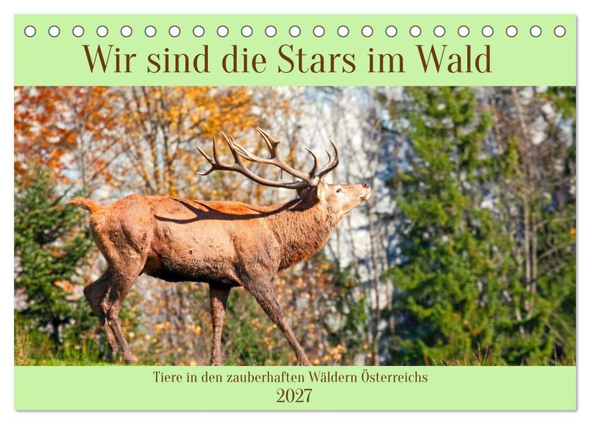 Wir sind die Stars im Wald (Tischkalender 2027 DIN A5 quer) CALVENDO Monatskalender