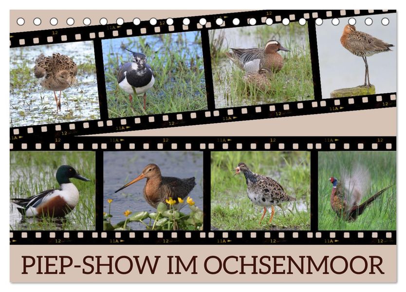 PIEP-SHOW im Ochsenmoor (Tischkalender 2027 DIN A5 quer) CALVENDO Monatskalender