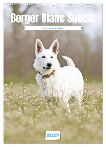 Berger Blanc Suisse - Freunde auf 4 Pfoten (Wandkalender 2027 DIN A2 hoch) CALVENDO Monatskalender