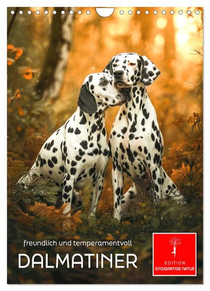 Dalmatiner - freundlich und temperamentvoll (Wandkalender 2027 DIN A4 hoch) CALVENDO Monatskalender