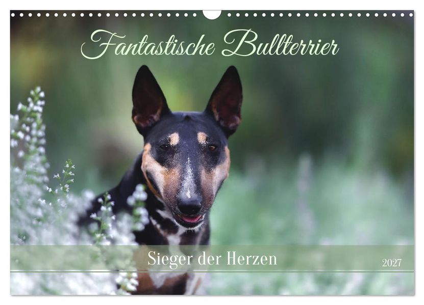 Fantastische Bullterrier - Sieger im Herzen (Wandkalender 2027 DIN A3 quer) CALVENDO Monatskalender