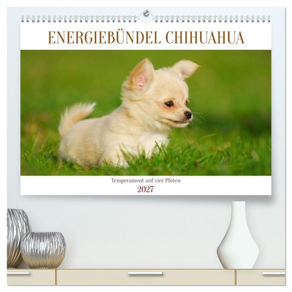 Enegiebündel Chihuahua - Temperament auf vier Pfoten (hochwertiger Premium Wandkalender 2027 DIN A2 quer) Kunstdruck in Hochglanz