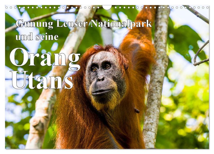 Gunung Leuser Nationalpark und seine Orang Utans (Wandkalender 2027 DIN A3 quer) CALVENDO Monatskalender
