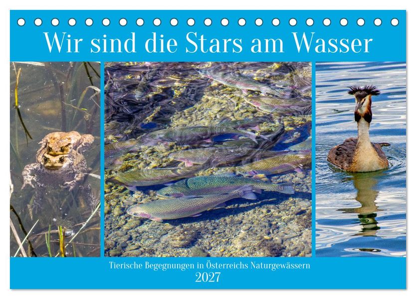 Wir sind die Stars am Wasser (Tischkalender 2027 DIN A5 quer) CALVENDO Monatskalender
