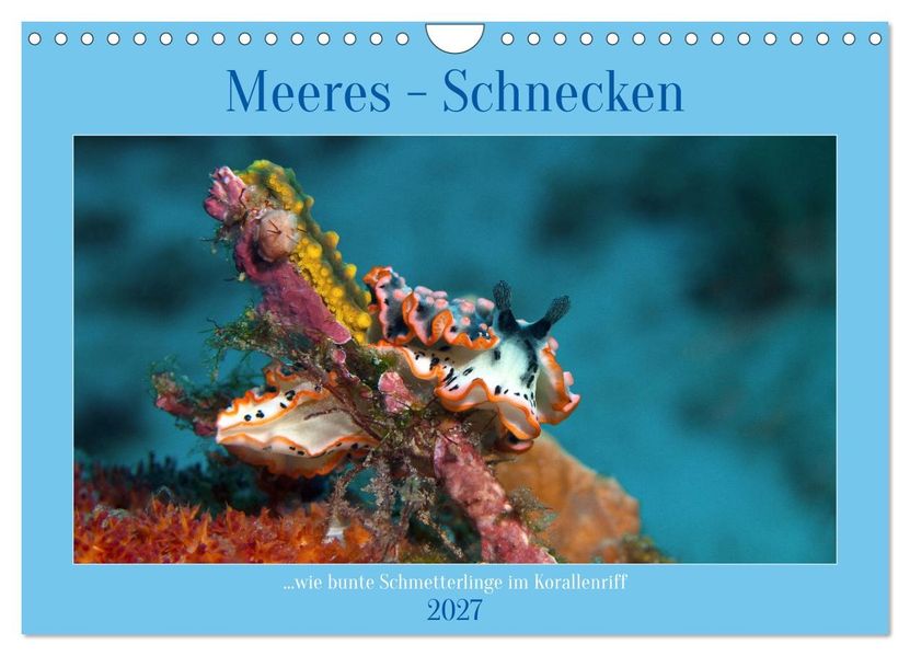 Meeres-Schnecken (Wandkalender 2027 DIN A4 quer) CALVENDO Monatskalender
