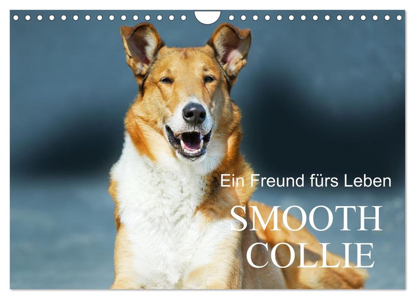 Ein Freund fürs Leben - Smooth Collie (Wandkalender 2027 DIN A4 quer) CALVENDO Monatskalender