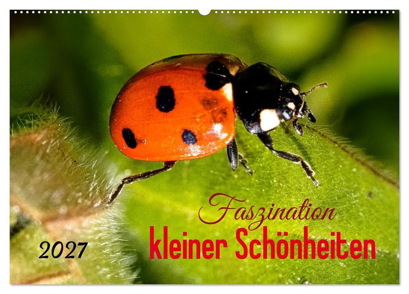 Faszination kleiner Schönheiten (Wandkalender 2027 DIN A2 quer) CALVENDO Monatskalender
