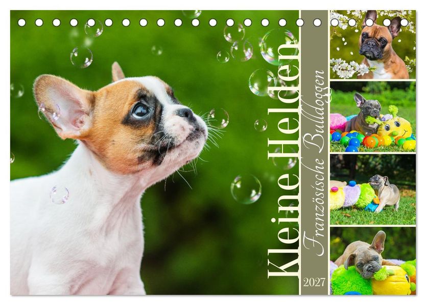 Kleine Helden - Französische Bulldoggen (Tischkalender 2027 DIN A5 quer) CALVENDO Monatskalender