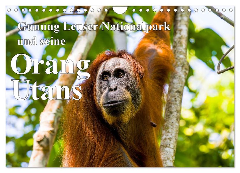 Gunung Leuser Nationalpark und seine Orang Utans (Wandkalender 2027 DIN A4 quer) CALVENDO Monatskalender