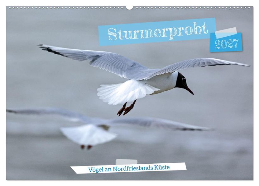 Sturmerprobt - Vögel an Nordfrieslands Küste (Wandkalender 2027 DIN A2 quer) CALVENDO Monatskalender