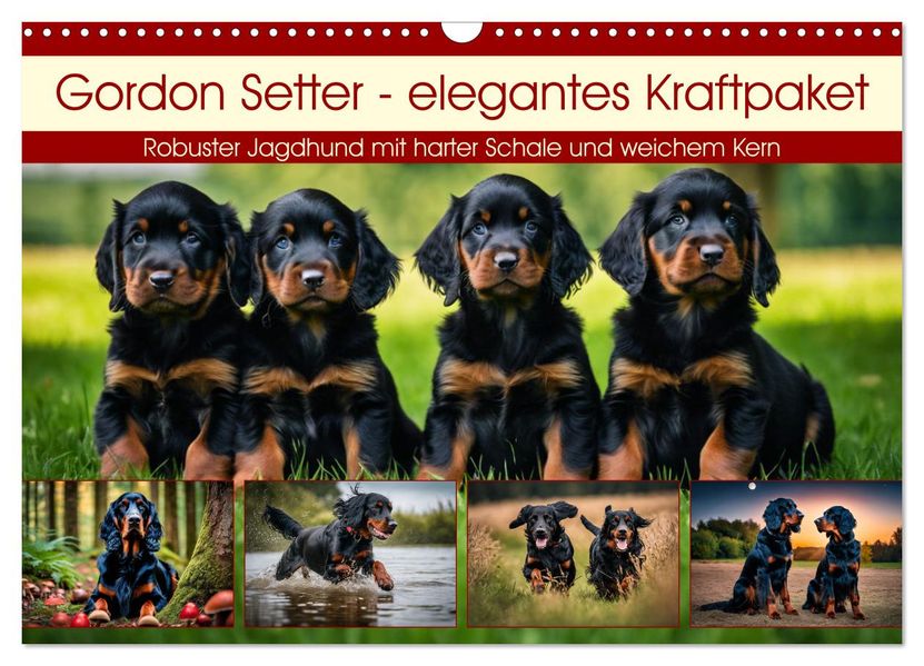 Gordon Setter - elegantes Kraftpaket (Wandkalender 2027 DIN A3 quer) CALVENDO Monatskalender