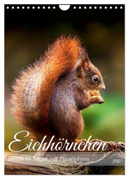 Niedlicher Nager - Das Eichhörnchen (Wandkalender 2027 DIN A4 hoch) CALVENDO Monatskalender