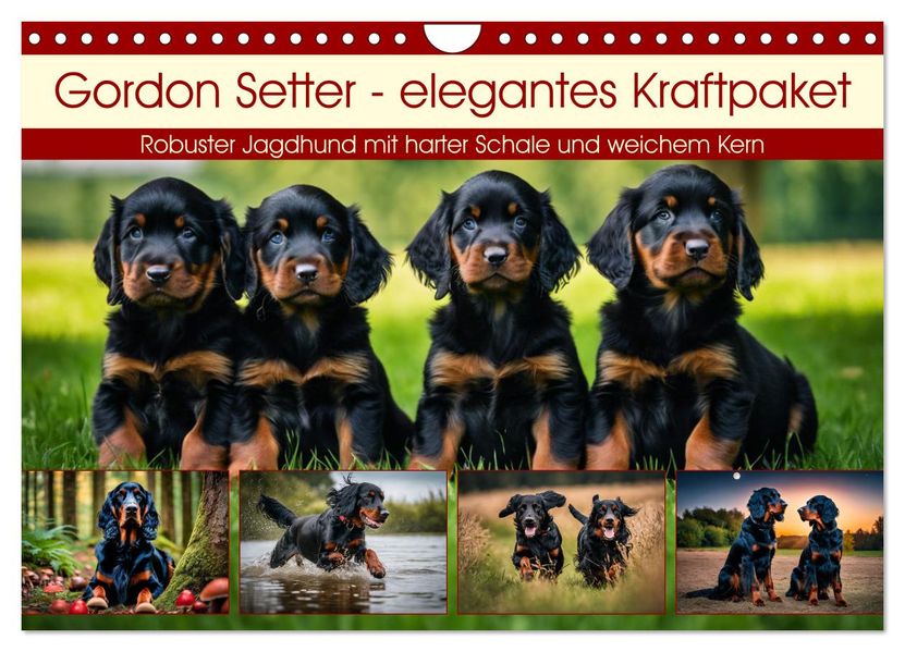 Gordon Setter - elegantes Kraftpaket (Wandkalender 2027 DIN A4 quer) CALVENDO Monatskalender