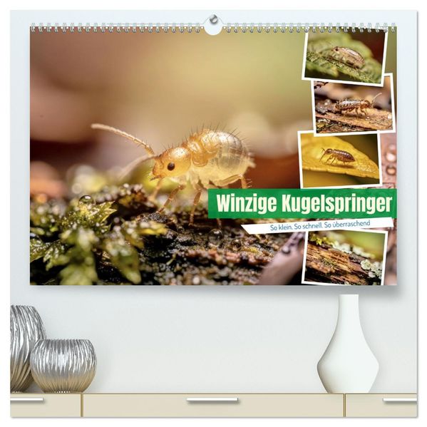 Winzige Kugelspringer (hochwertiger Premium Wandkalender 2027 DIN A2 quer) Kunstdruck in Hochglanz