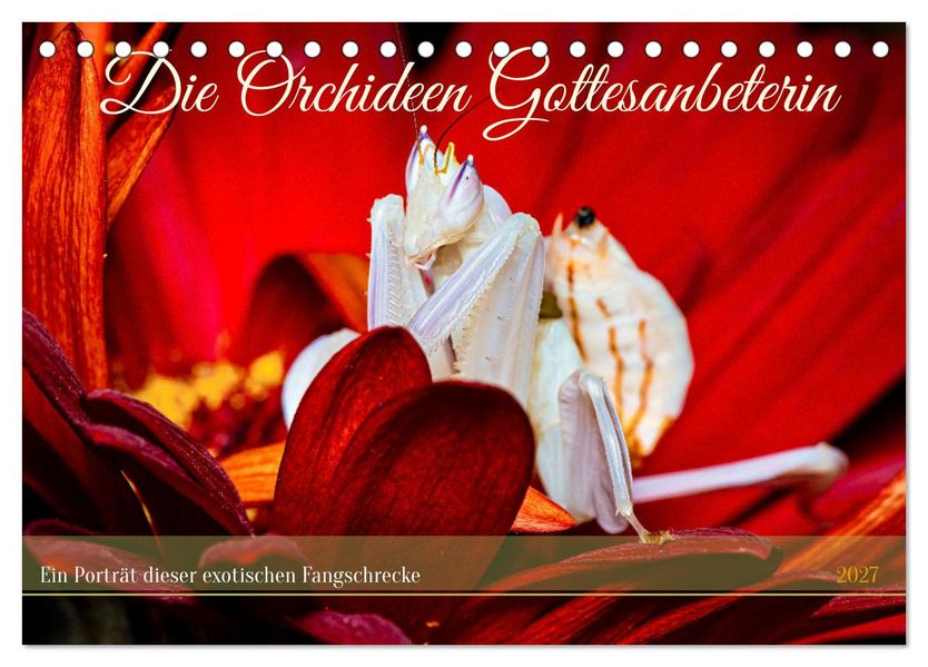 Die Orchideen Gottesanbeterin (Tischkalender 2027 DIN A5 quer) CALVENDO Monatskalender