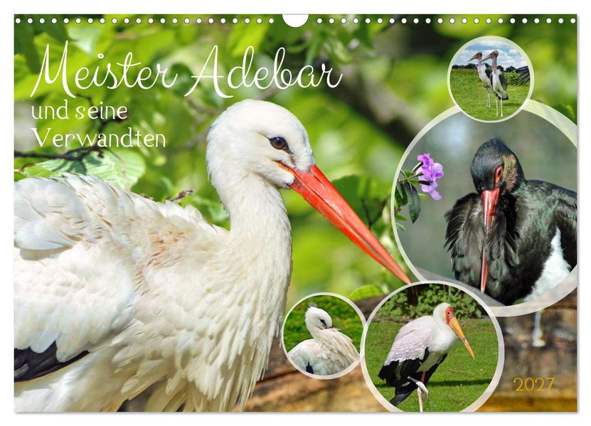 Meister Adebar und seine Verwandten (Wandkalender 2027 DIN A3 quer) CALVENDO Monatskalender