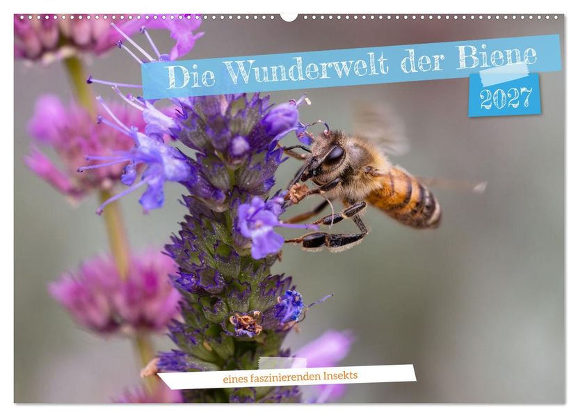 Die Wunderwelt der Biene (Wandkalender 2027 DIN A2 quer) CALVENDO Monatskalender