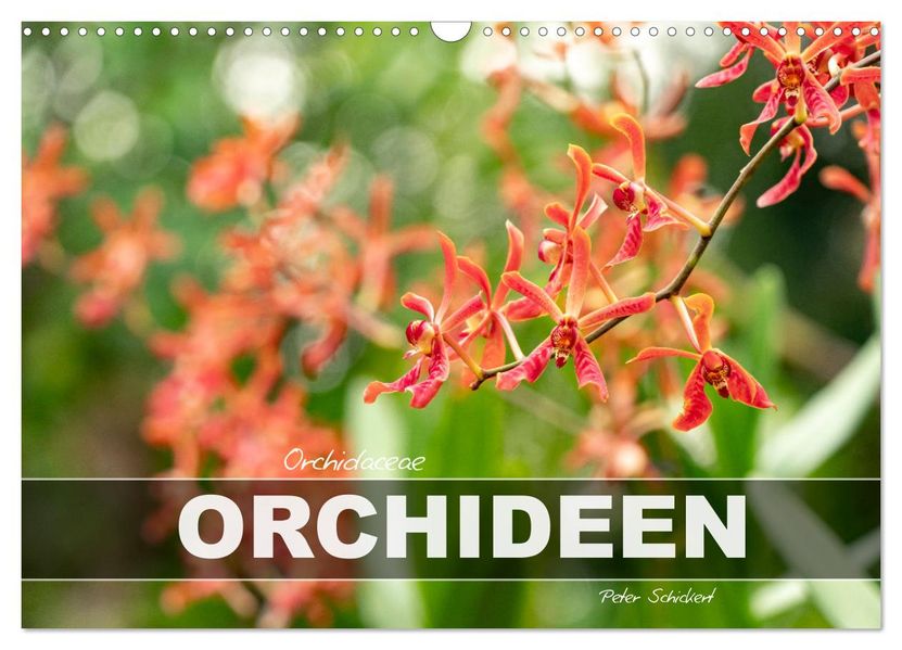 Orchidaceae - Orchideen (Wandkalender 2027 DIN A3 quer) CALVENDO Monatskalender