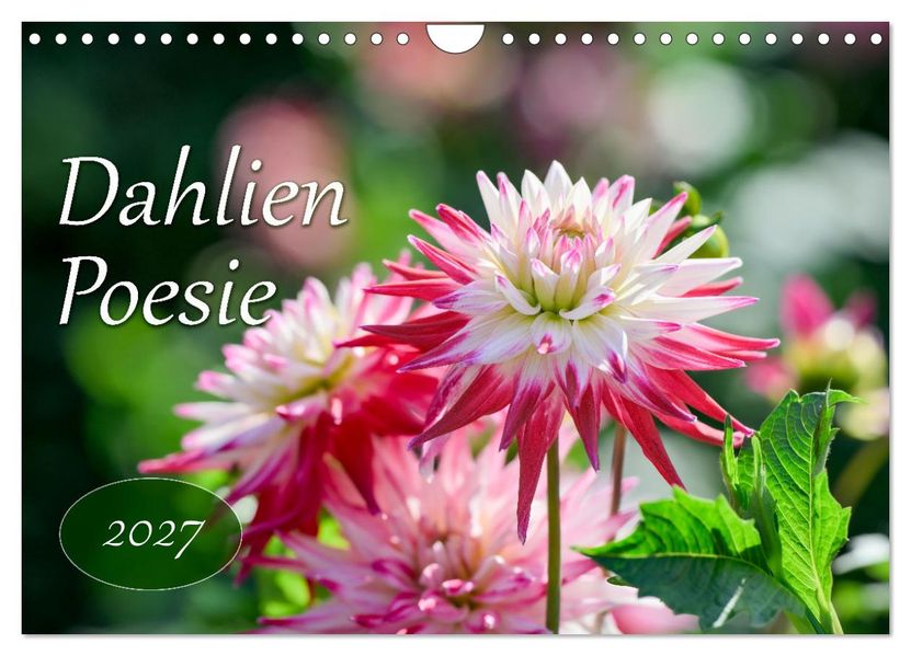 Dahlien Poesie (Wandkalender 2027 DIN A4 quer) CALVENDO Monatskalender