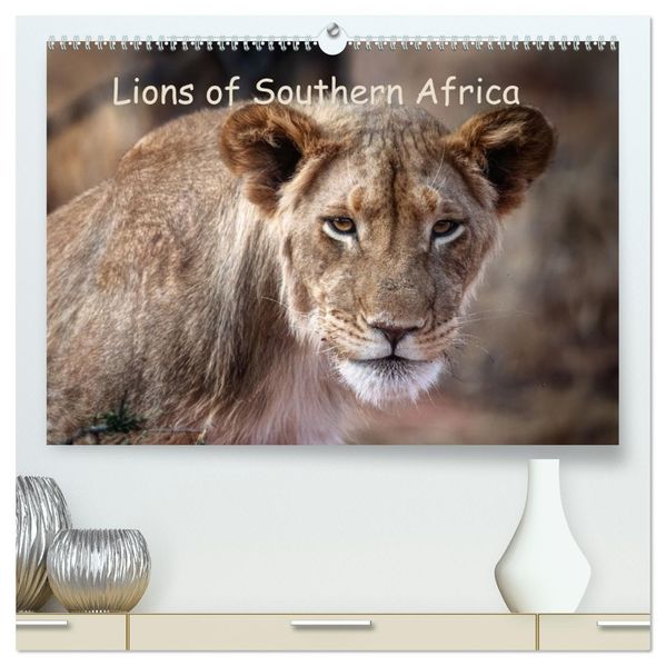 Lions of Southern Africa (High Quality Premium Wall Calendar 2027 DIN A2 landscape)CALVENDO 12 Month Wall Calendar