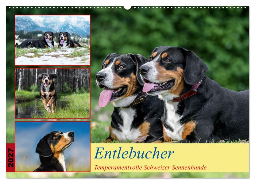 Entlebucher - Temperamentvolle Schweizer Sennenhunde (Wandkalender 2027 DIN A2 quer) CALVENDO Monatskalender