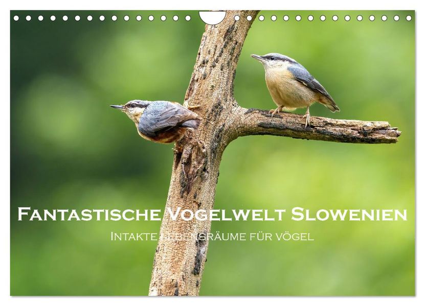 Fantastische Vogelwelt Slowenien (Wandkalender 2027 DIN A4 quer) CALVENDO Monatskalender