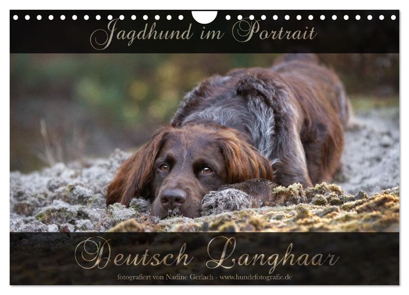 Jagdhund im Portrait - Deutsch Langhaar (Wandkalender 2027 DIN A4 quer) CALVENDO Monatskalender