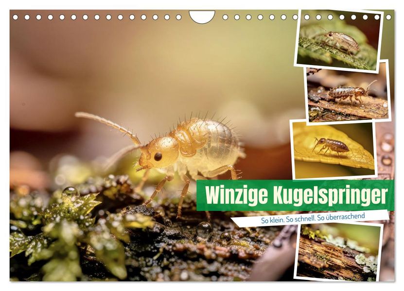 Winzige Kugelspringer (Wandkalender 2027 DIN A4 quer) CALVENDO Monatskalender