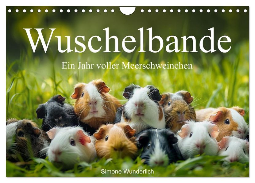 Wuschelbande - Ein Jahr voller Meerschweinchen (Wandkalender 2027 DIN A4 quer) CALVENDO Monatskalender
