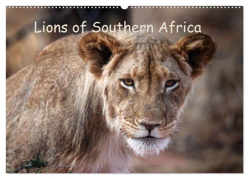 Lions of Southern Africa (Wall Calendar 2027 DIN A2 landscape) CALVENDO 12 Month Wall Calendar