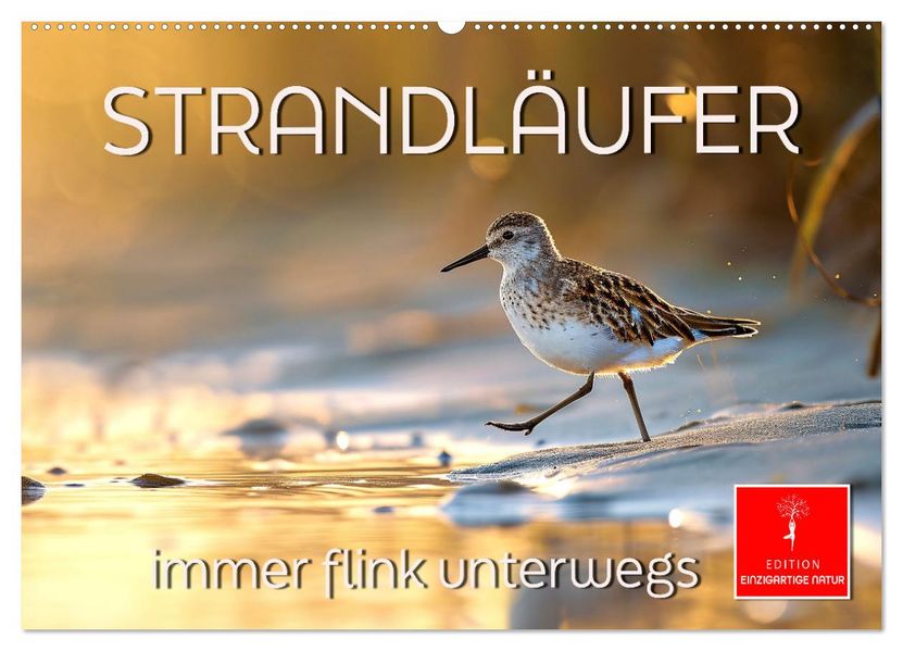 Strandläufer - immer flink unterwegs (Wandkalender 2027 DIN A2 quer) CALVENDO Monatskalender