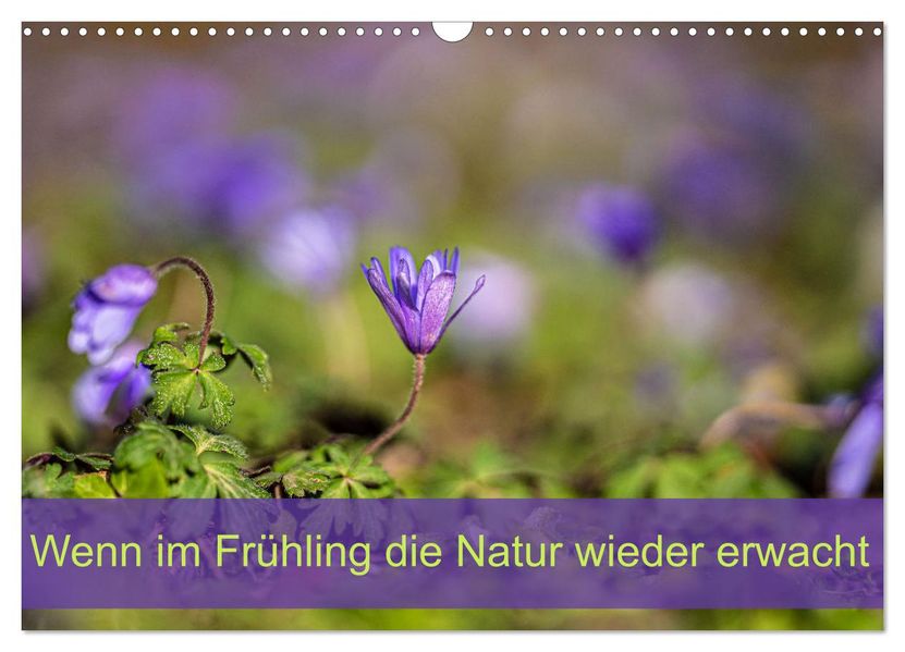 Wenn im Frühling die Natur wieder erwacht (Wandkalender 2027 DIN A3 quer) CALVENDO Monatskalender