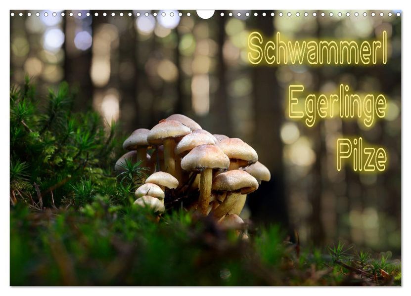 Schwammerl Egerlinge Pilze (Wandkalender 2027 DIN A3 quer) CALVENDO Monatskalender