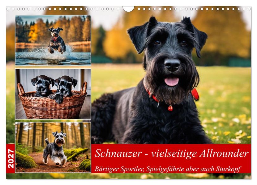 Schnauzer - vielseitige Allrounder (Wandkalender 2027 DIN A3 quer) CALVENDO Monatskalender