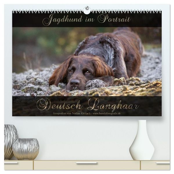 Jagdhund im Portrait - Deutsch Langhaar (hochwertiger Premium Wandkalender 2027 DIN A2 quer) Kunstdruck in Hochglanz