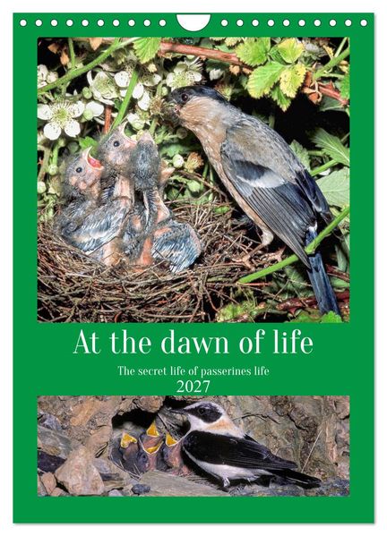 At the dawn of life the secret life of passerines (Wall Calendar 2027 DIN A4 portrait) CALVENDO 12 Month Wall Calendar