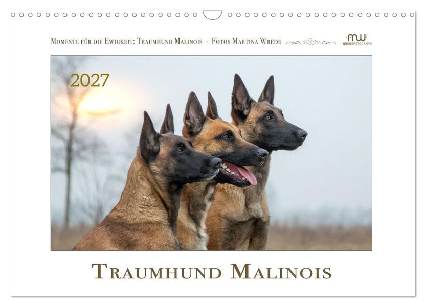 Traumhund Malinois (Wandkalender 2027 DIN A3 quer) CALVENDO Monatskalender