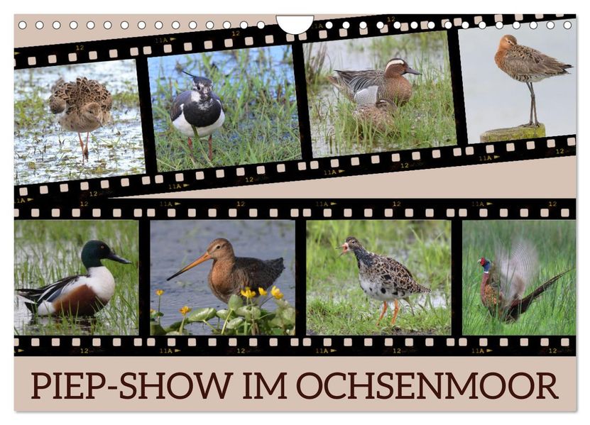 PIEP-SHOW im Ochsenmoor (Wandkalender 2027 DIN A4 quer) CALVENDO Monatskalender