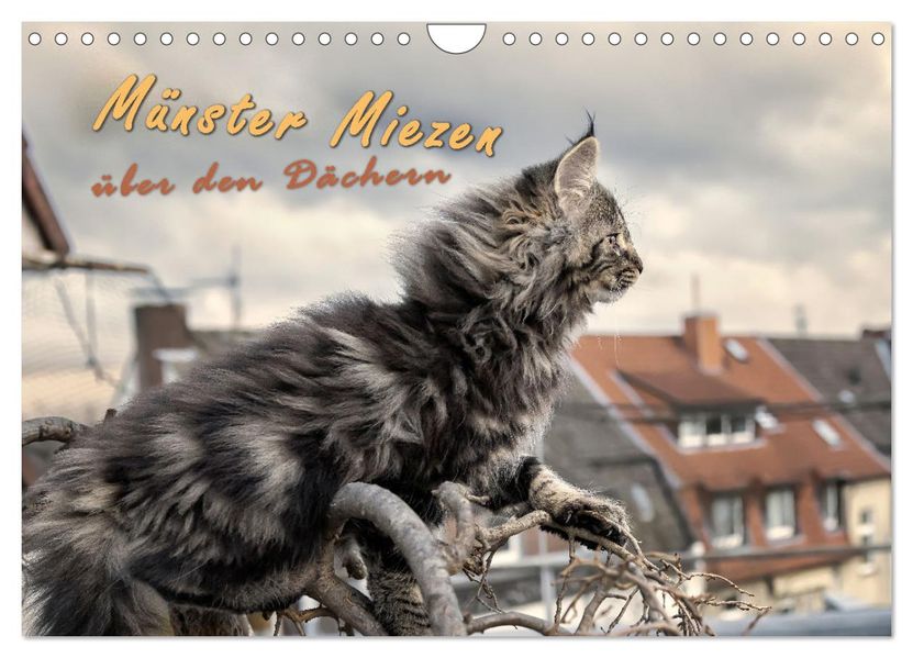 Münster Miezen - über den Dächern (Wandkalender 2027 DIN A4 quer) CALVENDO Monatskalender